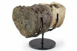 Pair of Hadrosaur (Brachylophosaurus?) Vertebrae - Montana #353483-2